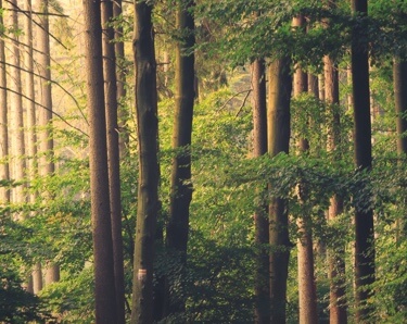 Forest with long trees